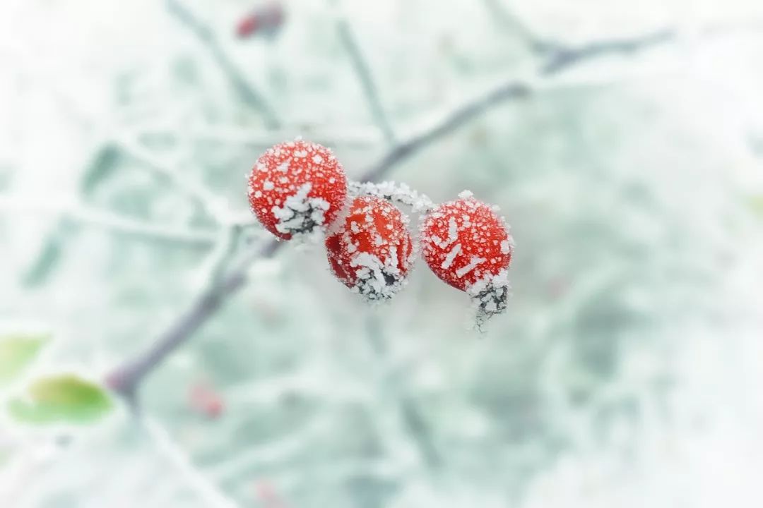 有关冬天的古诗（赞美冬天景色的诗句） 第19张