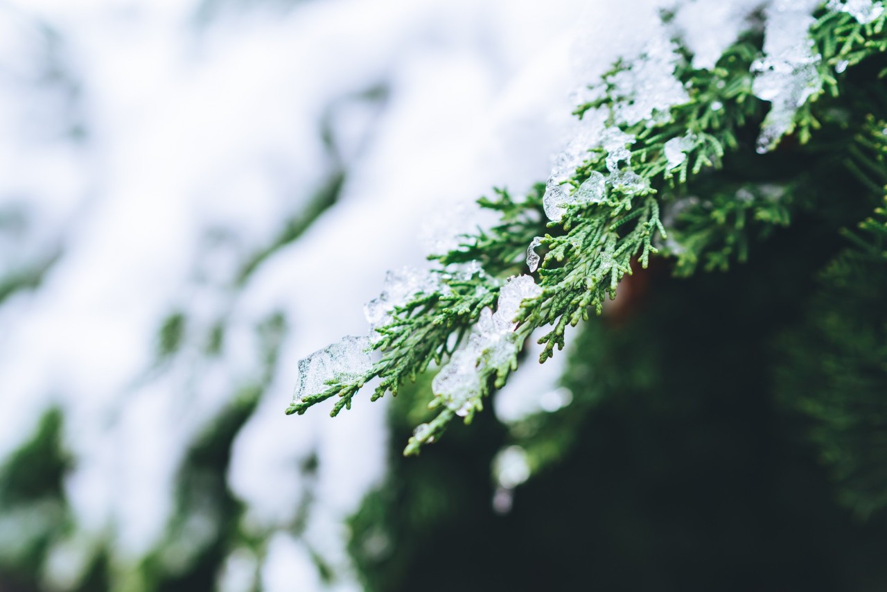 雪的诗句古诗大全（下雪的诗句唯美） 第31张