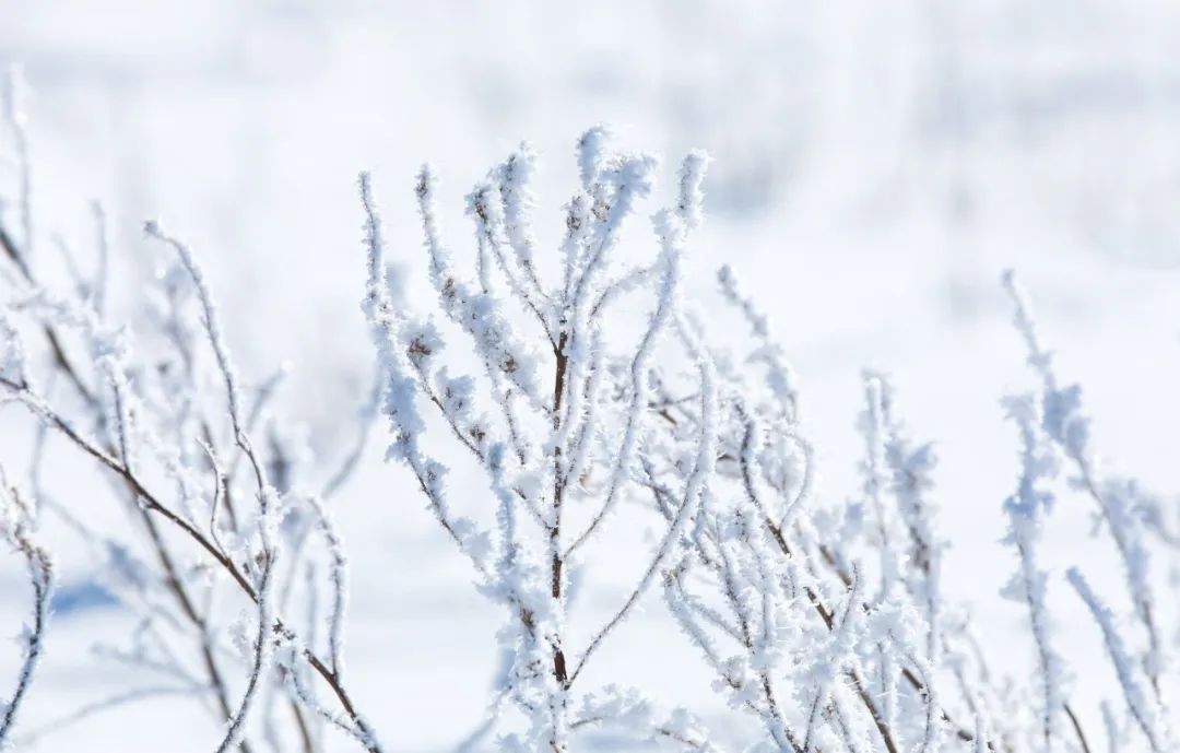 关于下雪的诗句古诗（赞美雪的诗词名句） 第9张