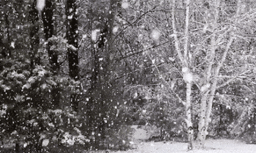 写雪的古诗句有哪些（描写雪的著名的唐诗） 第13张