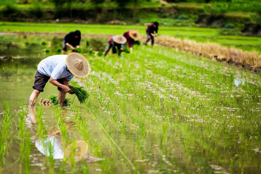 谷雨节气古诗大全（二十四节气古诗大全） 第1张