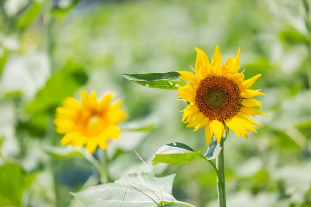 描写夏天景色的古诗（关于夏天景色的诗句） 第1张