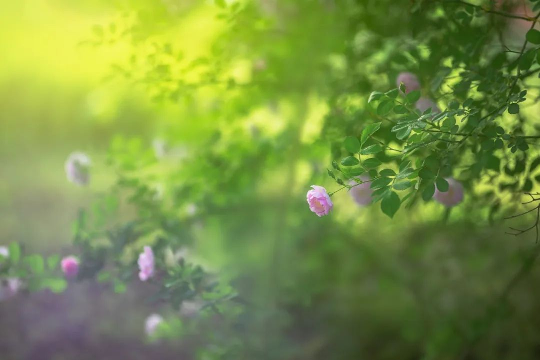 描写夏天景色的古诗（关于夏天景色的诗句） 第3张