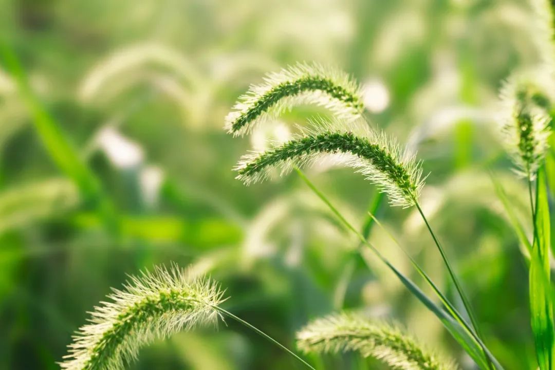 描写夏天景色的古诗（关于夏天景色的诗句） 第11张