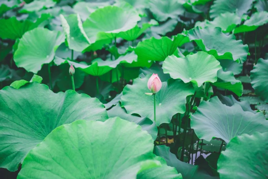 描写夏天景色的古诗（关于夏天景色的诗句） 第21张