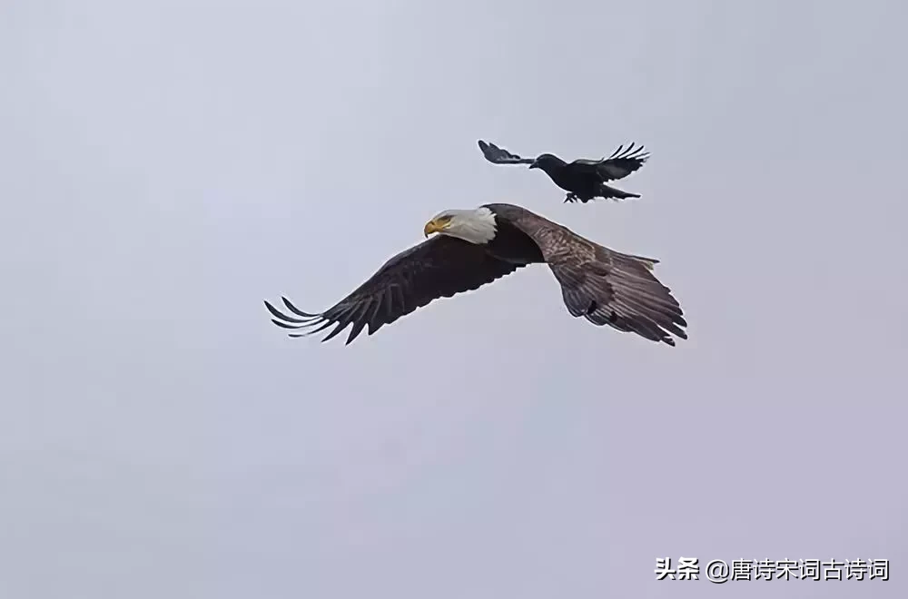 关于理想的诗歌有哪些（表达自己志向的古诗） 第5张