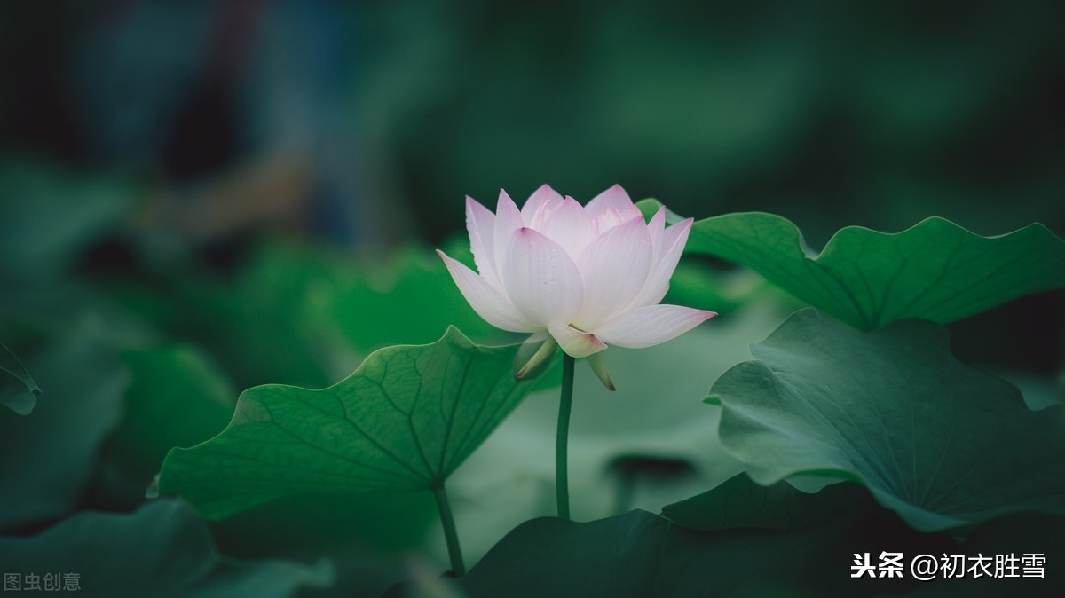 描写莲花的诗句大全（莲花最有禅意的句子） 第1张