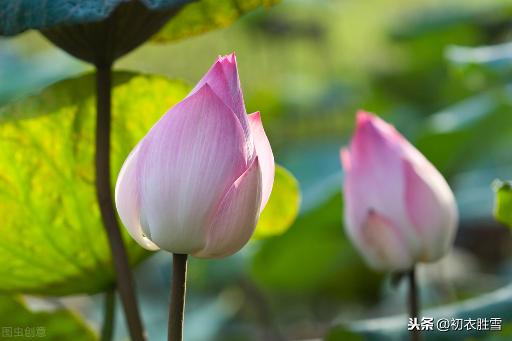 描写莲花的诗句大全（莲花最有禅意的句子） 第3张