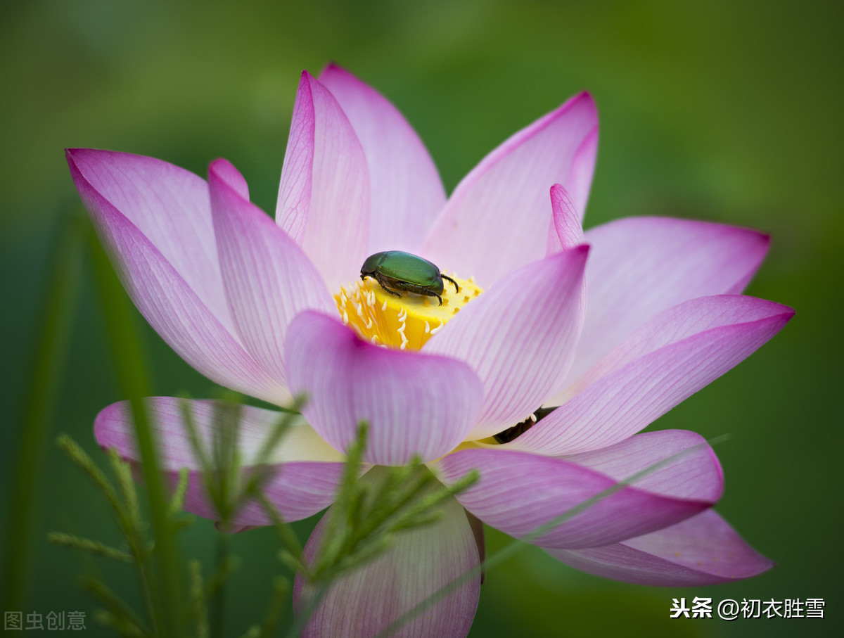 描写莲花的诗句大全（莲花最有禅意的句子） 第5张
