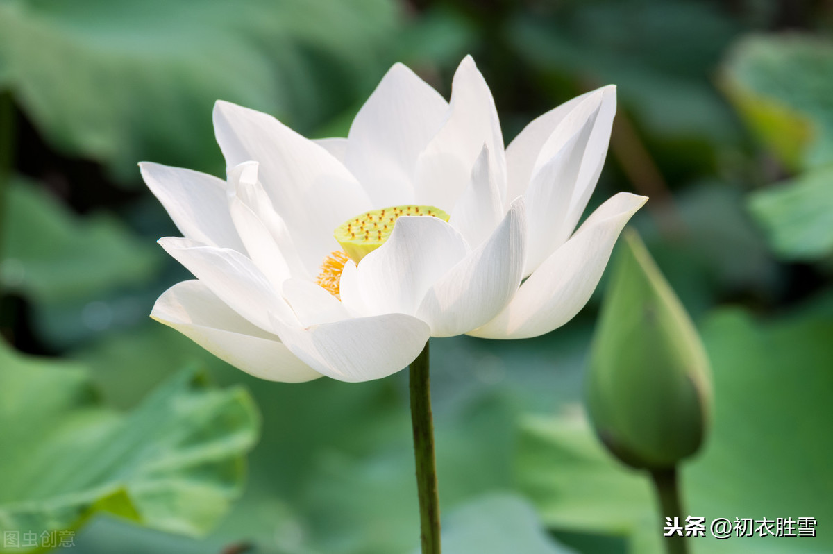 描写莲花的诗句大全（莲花最有禅意的句子） 第11张