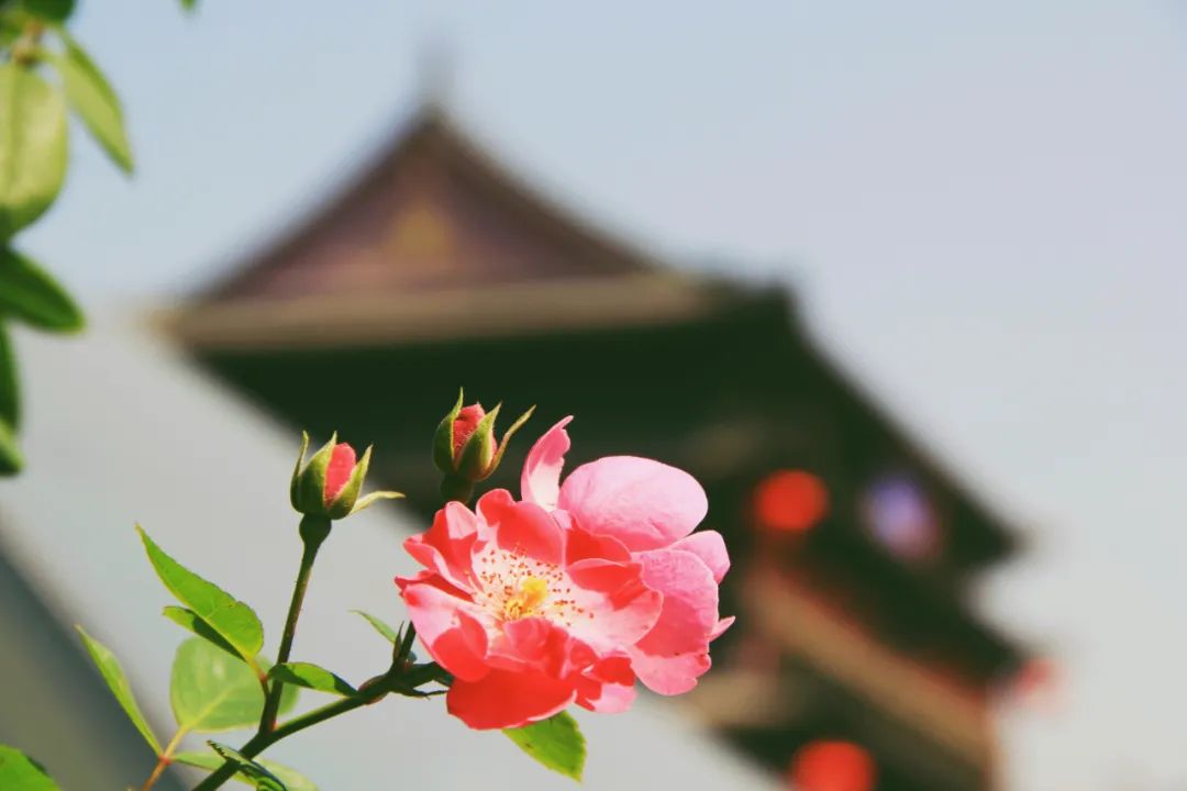 春天的好词好句摘抄（描写春天的美景短句） 第17张