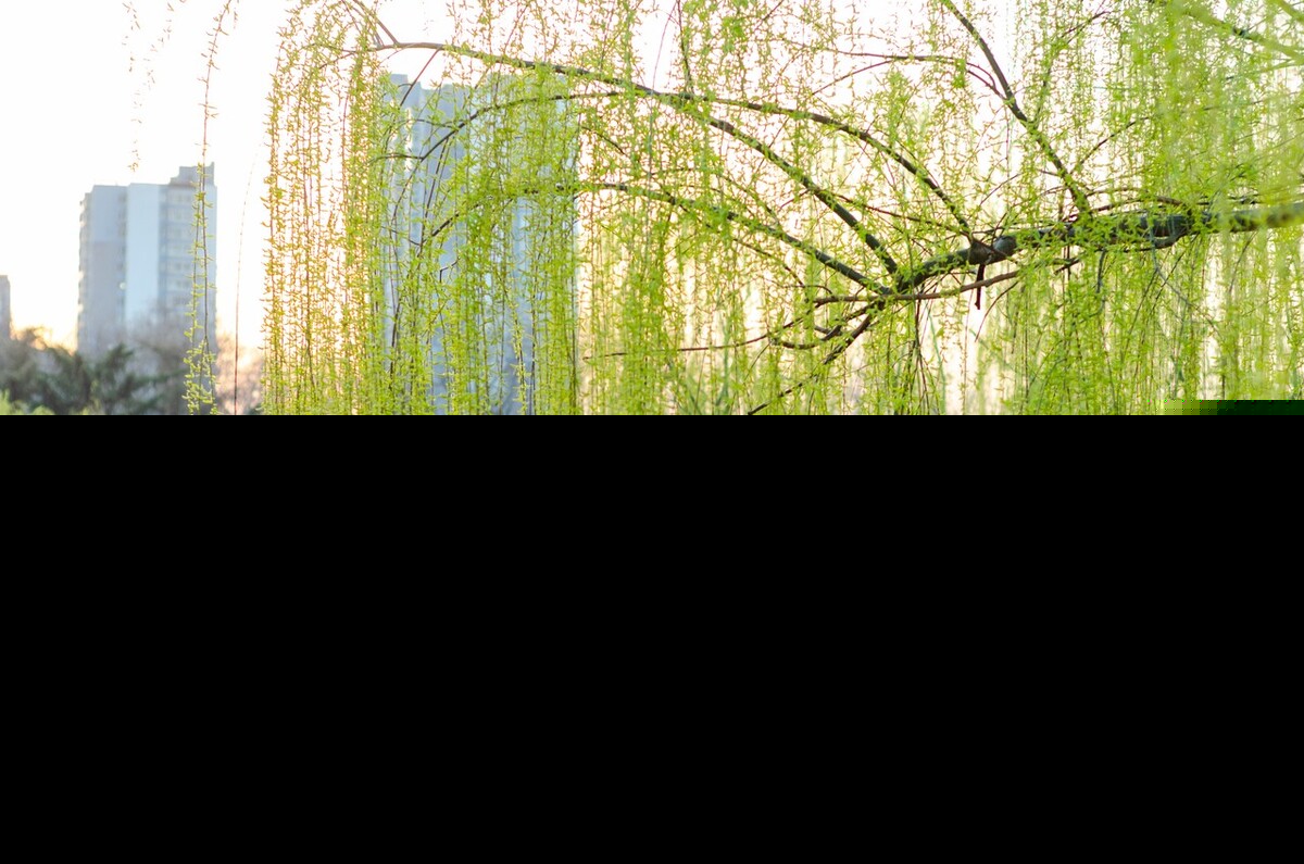 诗经采薇全文翻译（诗经采薇原文及翻译及注释） 第5张