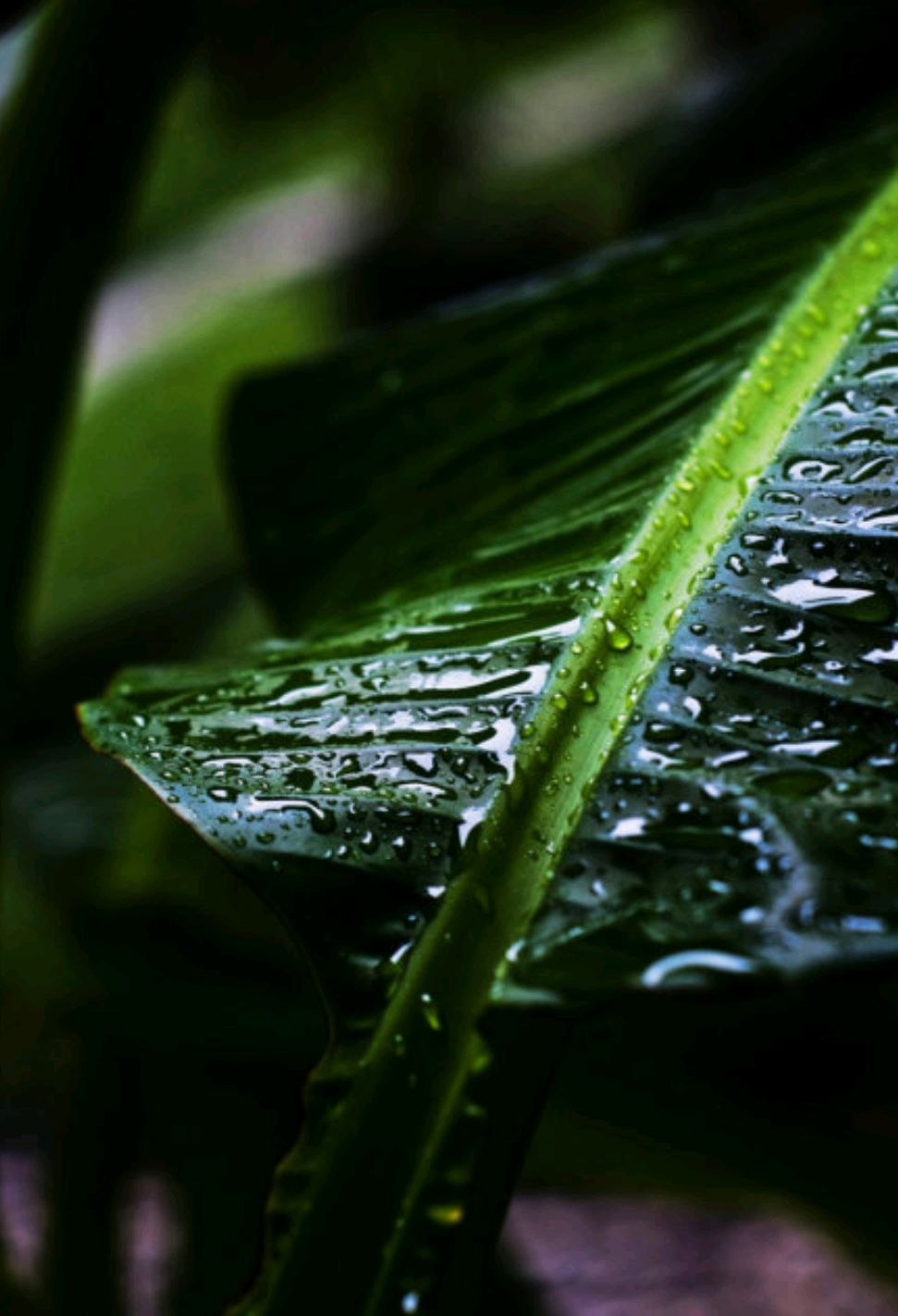 描写秋雨的文章有哪些（描写雨的优美文章） 第3张