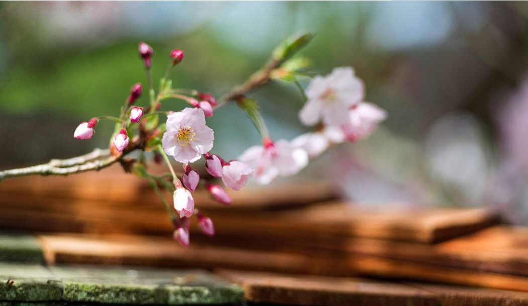 花落水流红全诗（花开花落的人生感悟） 第5张