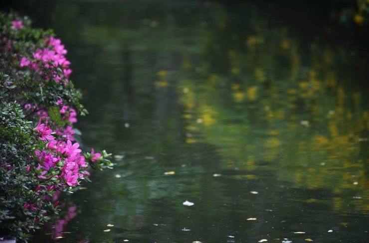 花落水流红全诗（花开花落的人生感悟） 第13张
