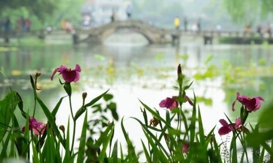 花落水流红全诗（花开花落的人生感悟） 第17张