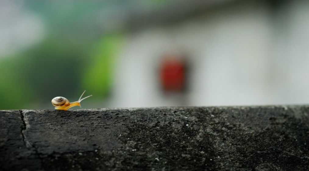 花落水流红全诗（花开花落的人生感悟） 第29张