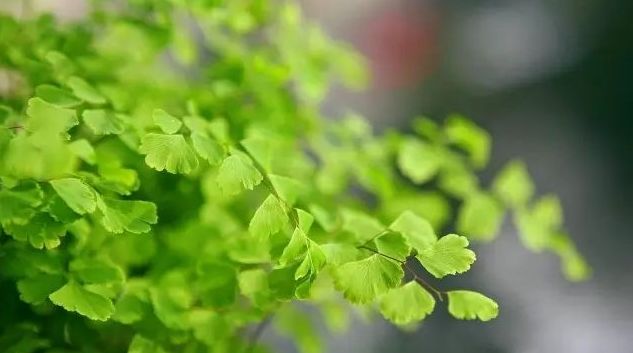 花落水流红全诗（花开花落的人生感悟） 第33张