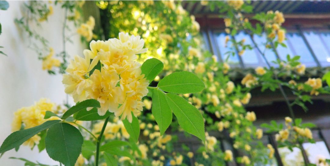 花落水流红全诗（花开花落的人生感悟） 第41张