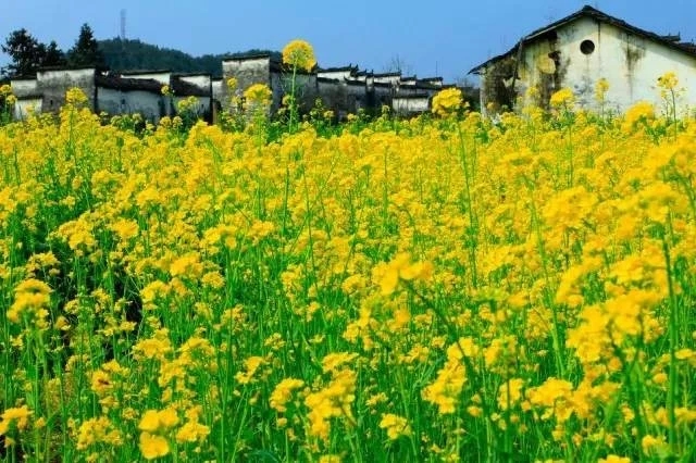 贺新郎甚矣吾衰矣（贺新郎甚矣吾衰矣表达的观点） 第1张