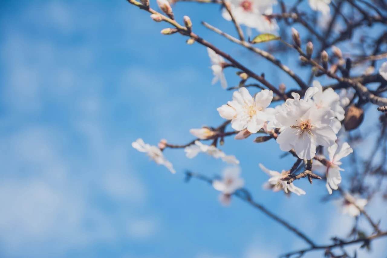 古诗词大全有哪些（经典诗词大全分享） 第1张