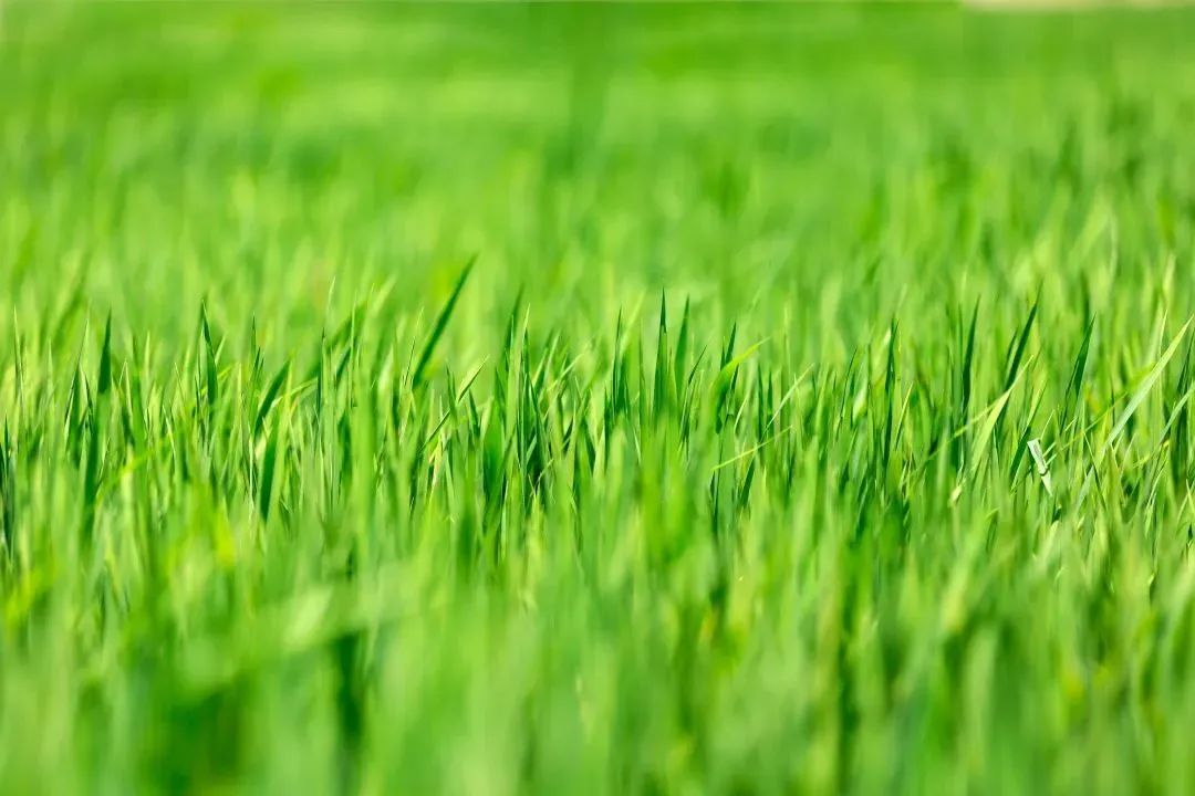 春的诗句大全飞花令（带春字的古诗全部） 第5张