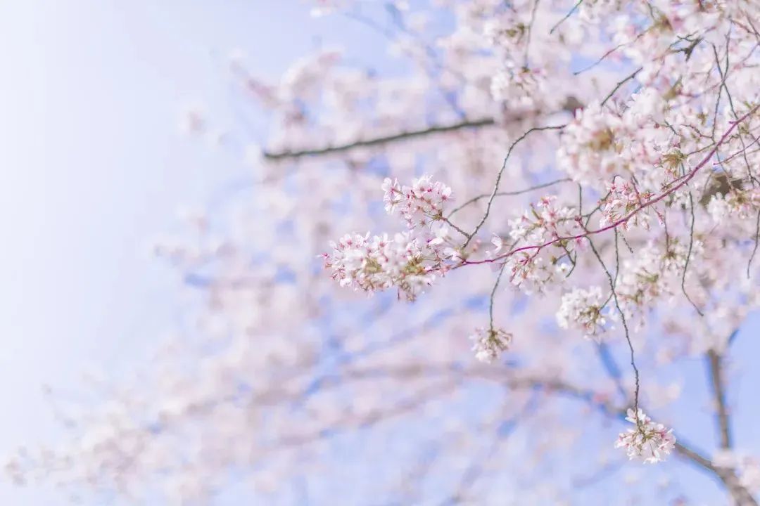春的诗句大全飞花令（带春字的古诗全部） 第11张