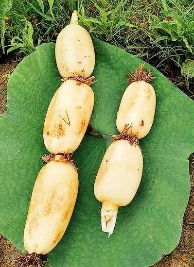 藕与莼菜读后感（藕与莼菜好词好句摘抄） 第3张