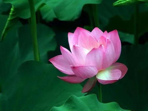 藕与莼菜读后感（藕与莼菜好词好句摘抄） 第7张