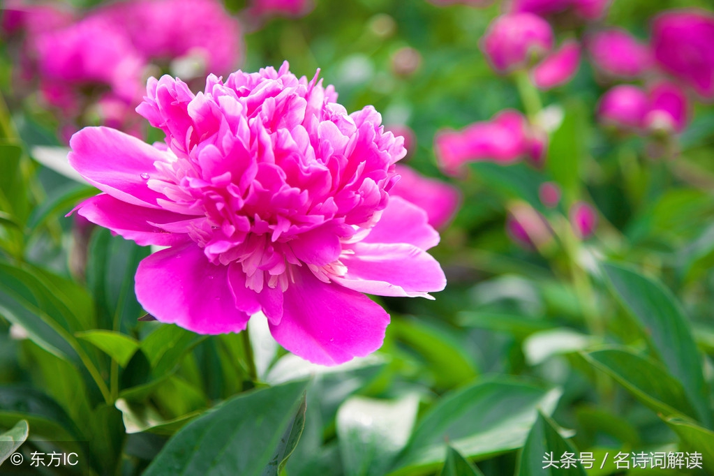 李白清平调三首翻译赏析（清平调名花倾国两相欢） 第3张