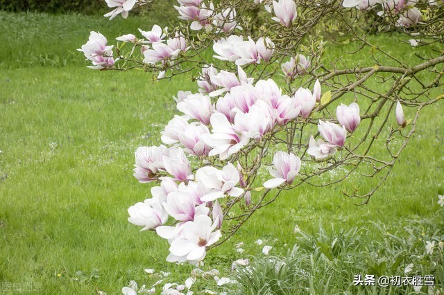 形容花开花落禅意诗（禅语花开花落的句子） 第5张
