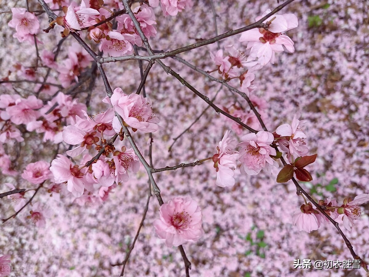 形容花开花落禅意诗（禅语花开花落的句子） 第13张