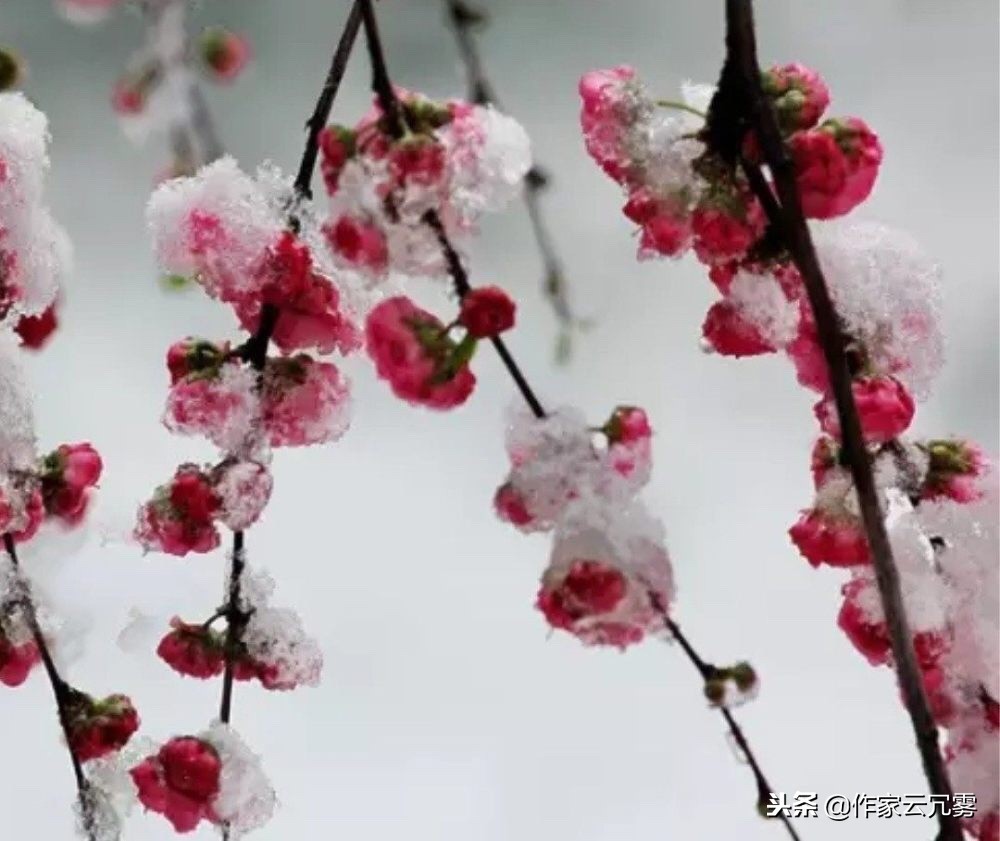 江南几度梅花发全诗（寒梅傲骨经典句子 ） 第5张