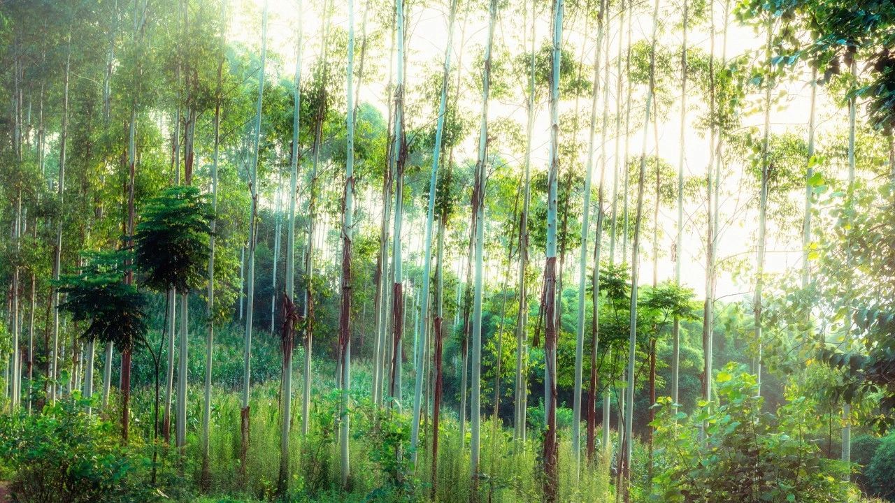 形容温柔的词汇（温柔的高级词汇 ） 第5张