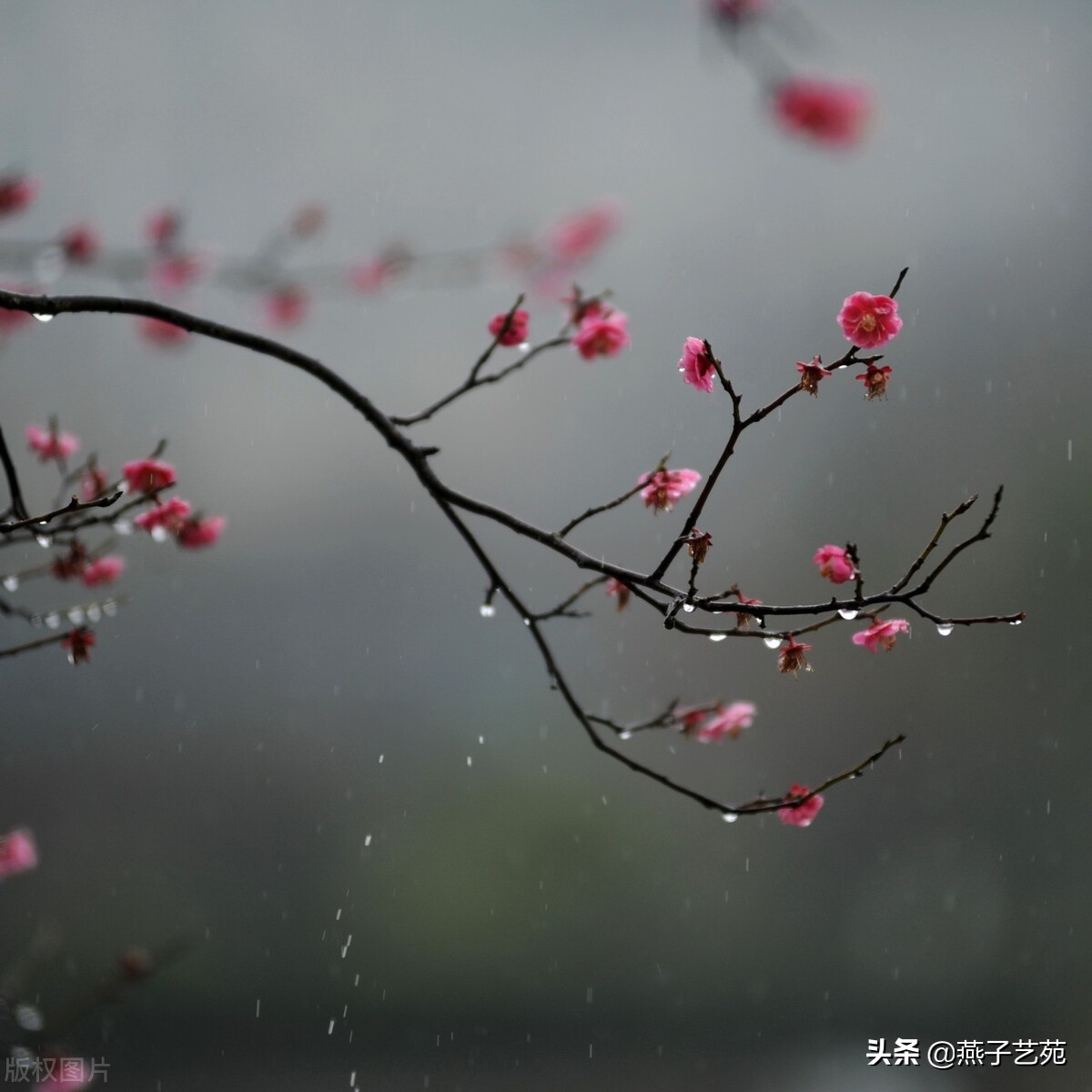 初春小雨古诗（描写春天的古诗 ） 第1张