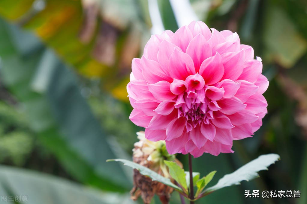 向日葵花语经典短句（关于向日葵花语的文案） 第3张