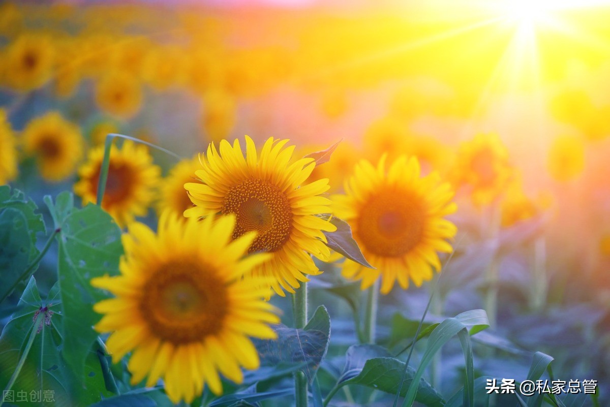 向日葵花语经典短句（关于向日葵花语的文案） 第5张