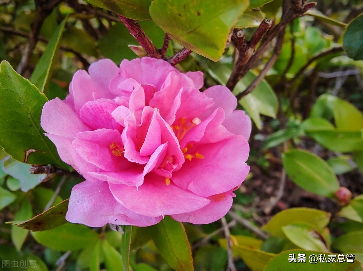 向日葵花语经典短句（关于向日葵花语的文案） 第11张
