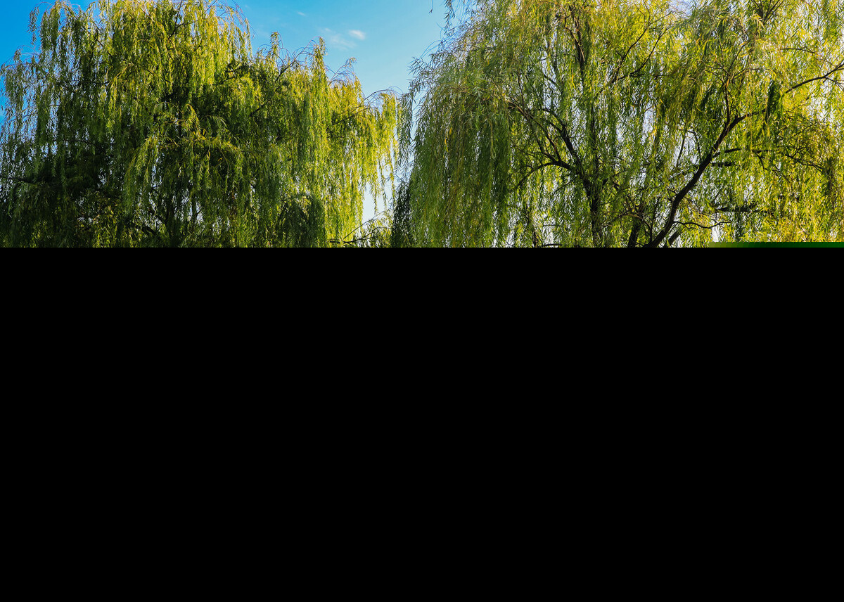 描写树的好词好句摘抄（大树的好词好句短句） 第1张