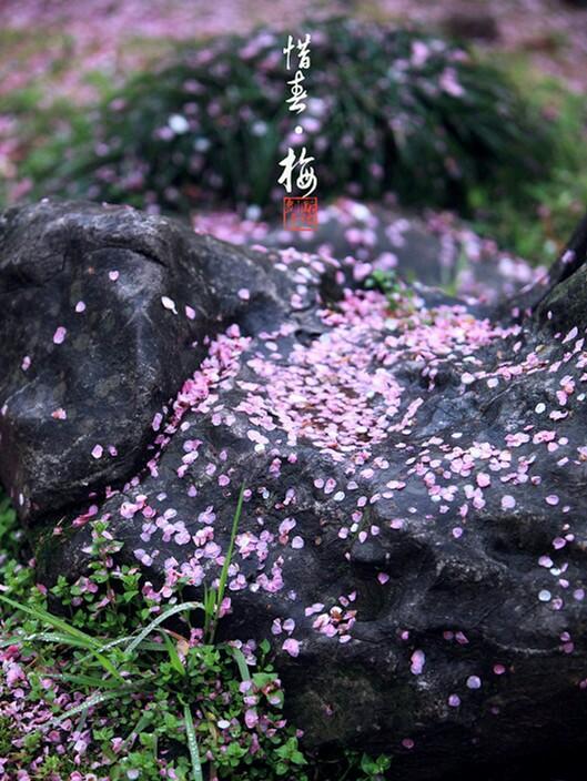黛玉葬花原文片段（葬花吟原文及翻译） 第1张