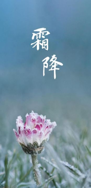 描写深秋的诗句（13首有关秋叶的诗句） 第51张