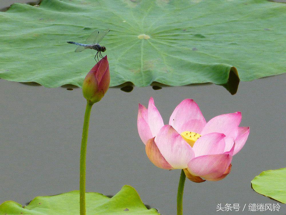 早有蜻蜓立上头全诗（杨万里最有名的十首诗） 第9张