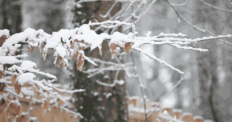 描写冬天雪景的诗句（形容冬天雪的诗句欣赏） 第23张