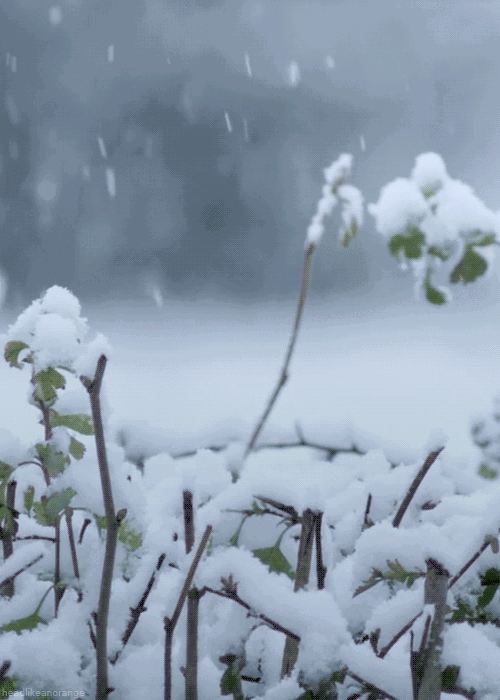描写冬天雪景的诗句（形容冬天雪的诗句欣赏） 第27张
