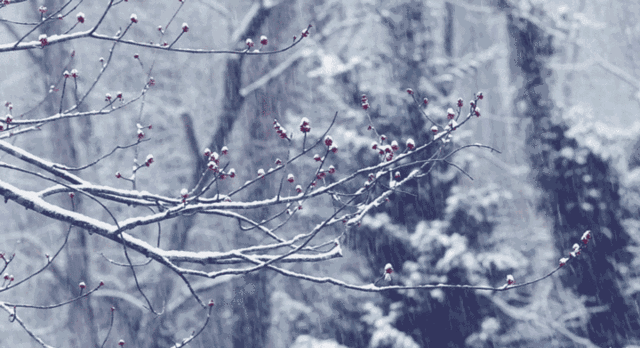 描写冬天雪景的诗句（形容冬天雪的诗句欣赏） 第31张