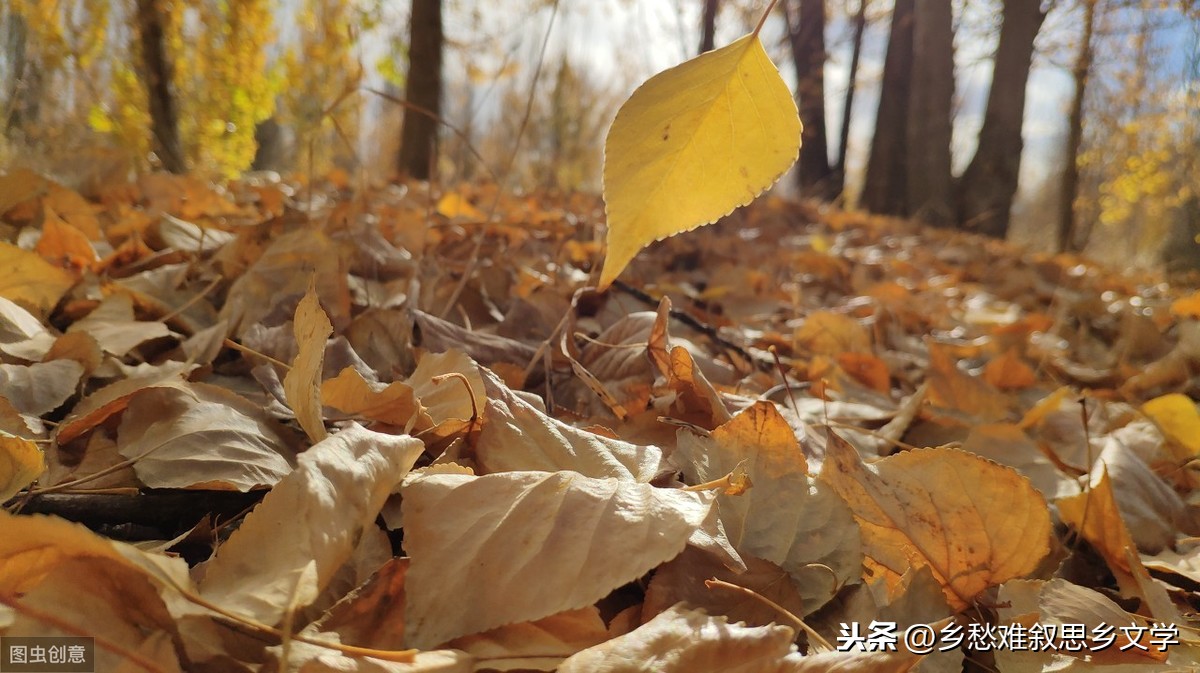 落叶是疲倦的蝴蝶赏析（关于蝴蝶的唯美短句） 第7张