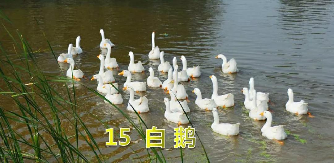 白鹅课文原文笔记（白鹅读书笔记主要内容） 第1张