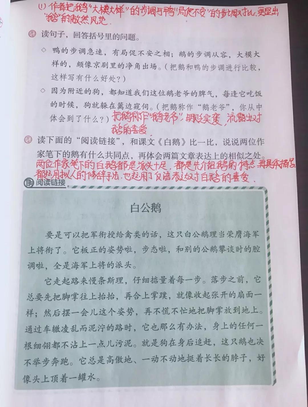 白鹅课文原文笔记（白鹅读书笔记主要内容） 第11张