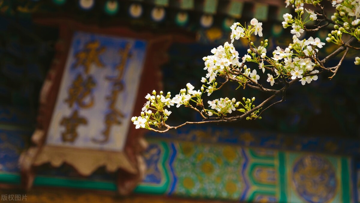 柳絮池塘淡淡风全诗（赞美春风杨柳的诗句） 第3张