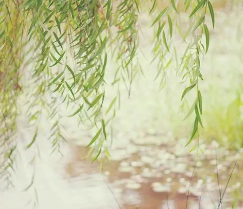 柳树的描写优美句子（描写春天的柳树的佳句） 第3张